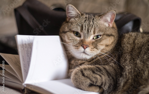 The cat is lying with an open diary. Selective focus. © vladk213