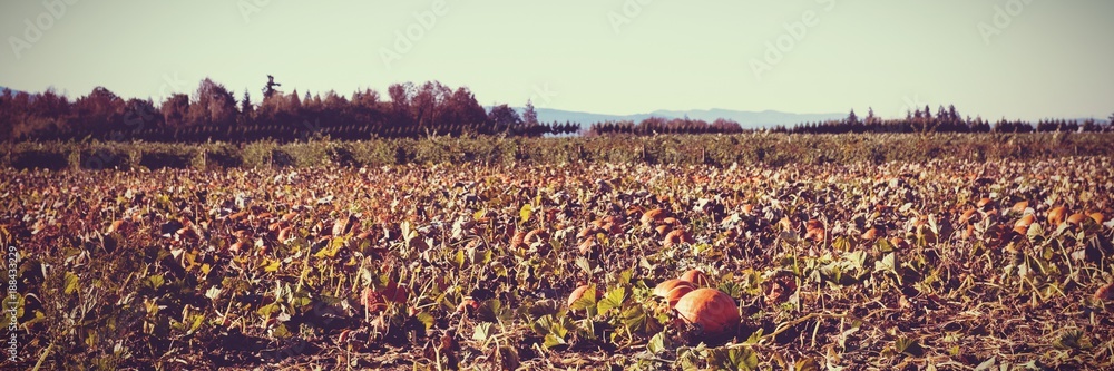 Obraz premium Fields and forest