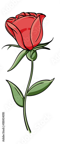 Young rose bud blooming