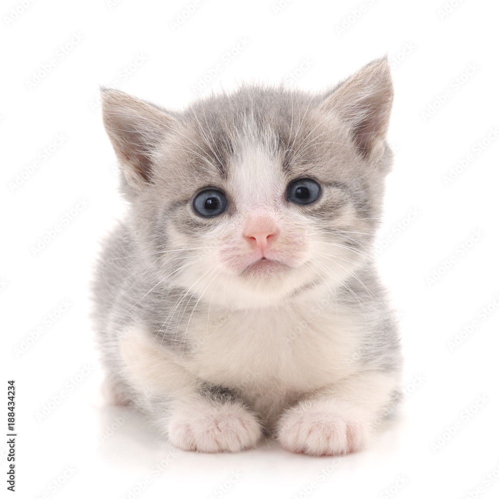 Obraz premium Little gray kitten.