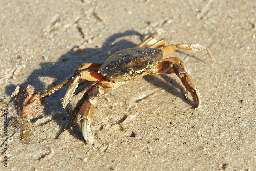 Shore Crab (Carcinus maenas)