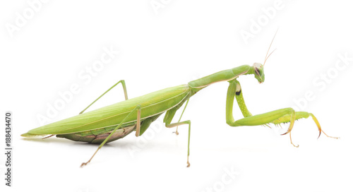 One green mantis.