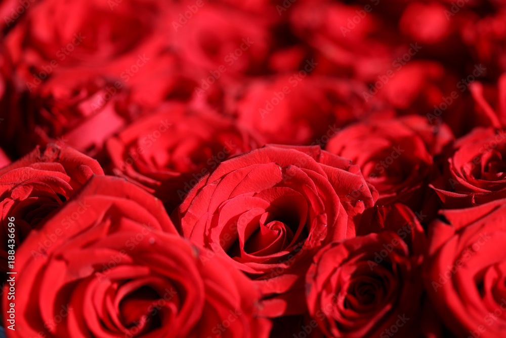 Naklejka premium A Bouquet of wonderful red Roses closeup