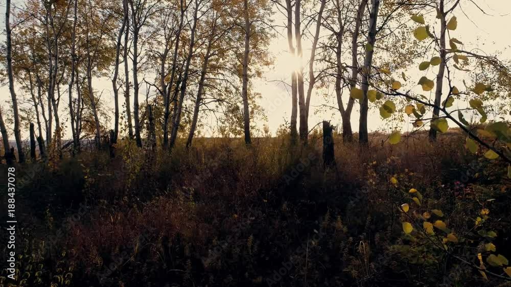 Autumn forest at sunset. Video in motion Autumn forest at sunset. Video in motion
