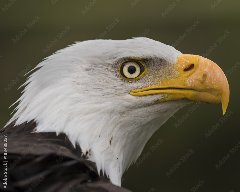 Bald Eagle Head Shot Bald Eagle Head Shot