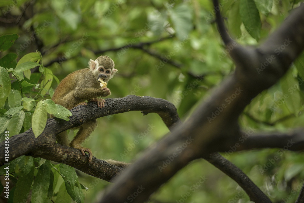 Obraz premium mono ardilla