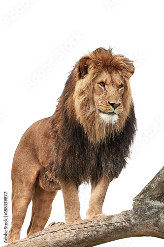 Fototapeta Naklejka Na Ścianę i Meble -  Lion (Panthera leo)