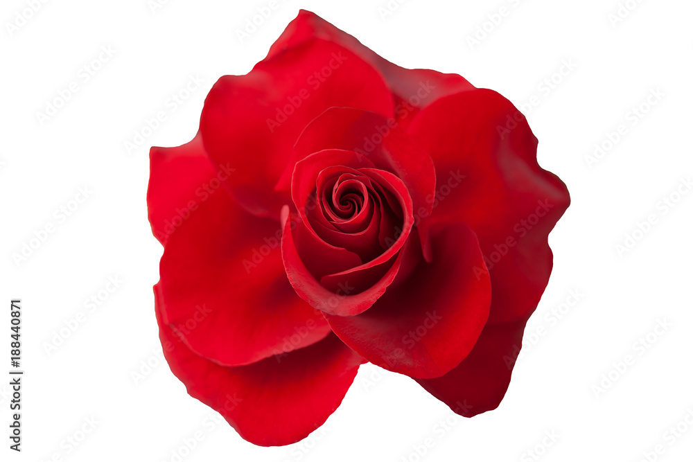 flower of a red rose on white background flower of a red rose on white background