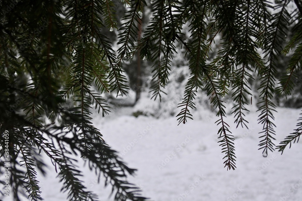 Obraz premium Winter Pine 3