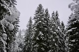 Snowy Pine Trees 2