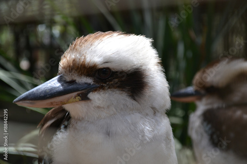 Australian Wildlife © David