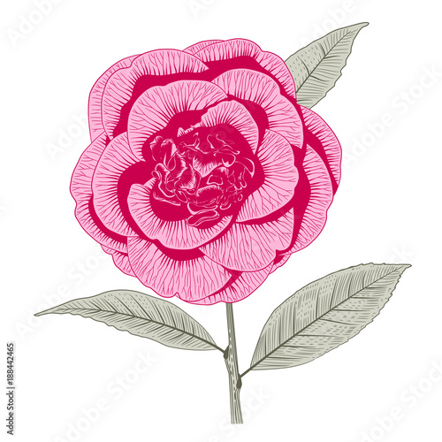 Bright pink camellia peony form flower