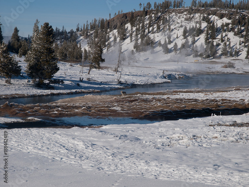 Yellowstone at -20 Wolf in Winter 8741