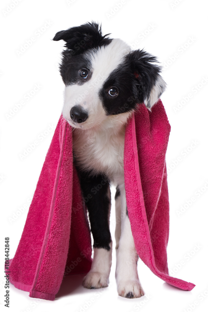 Fototapeta premium Welpe mit Handtuch isoliert auf Weiß