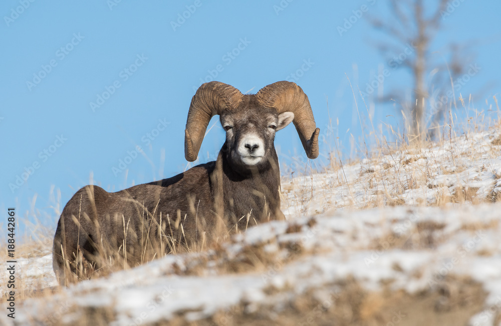 Naklejka premium Bighorn Sheep in Canada