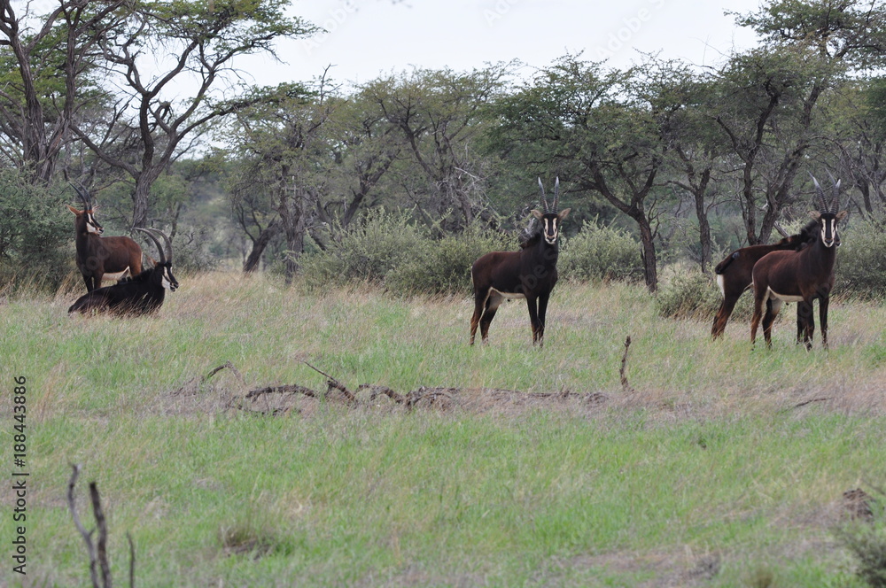 Sable antelope in the african bush. Namibia Sable antelope in the african bush. Namibia