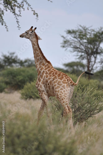 A lone giraffe in the african bush. Namibia