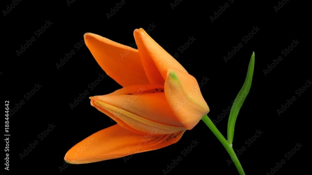 Time-lapse of opening orange lily 1a1 in PNG+ format with ALPHA transparency channel isolated on black background
Time-lapse of opening orange lily 1a1 in PNG+ format with ALPHA transparency channel isolated on black background