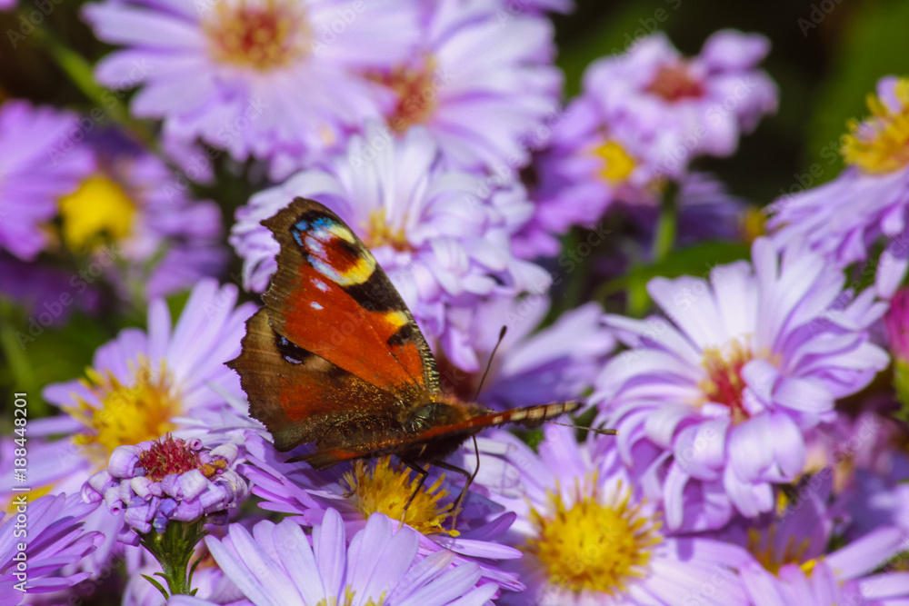 beautiful butterfly on spring flowering flowers beautiful butterfly on spring flowering flowers