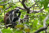 Endangered Zanzibar Red Colobus monkey (Procolobus kirkii), Jozani forest, Zanzibar island, Tanzania