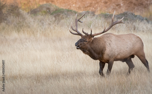 Bull elk in the fall