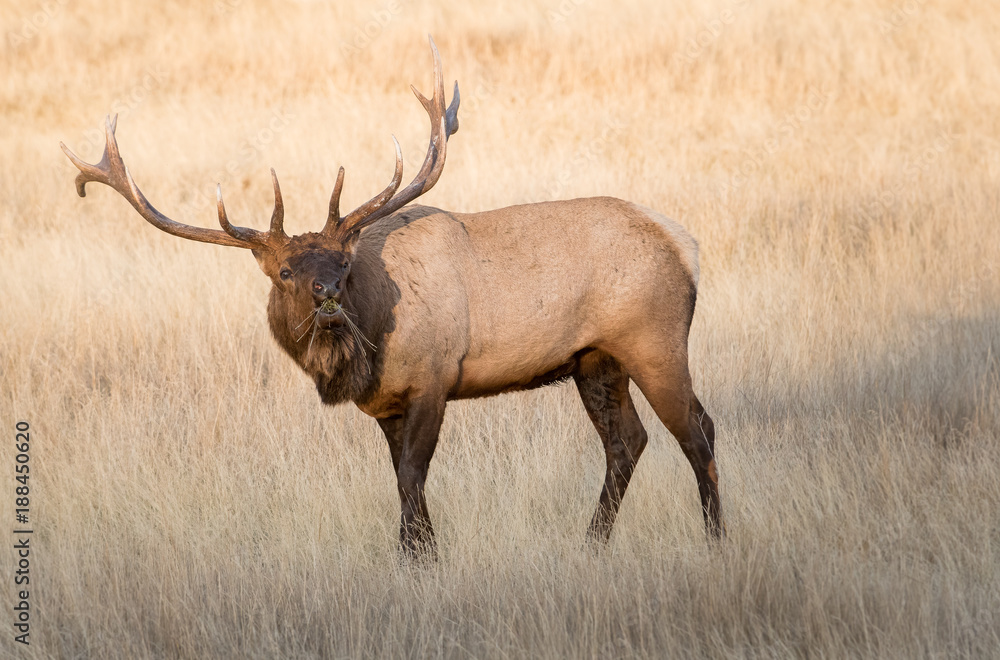 Bull elk in the fall Bull elk in the fall