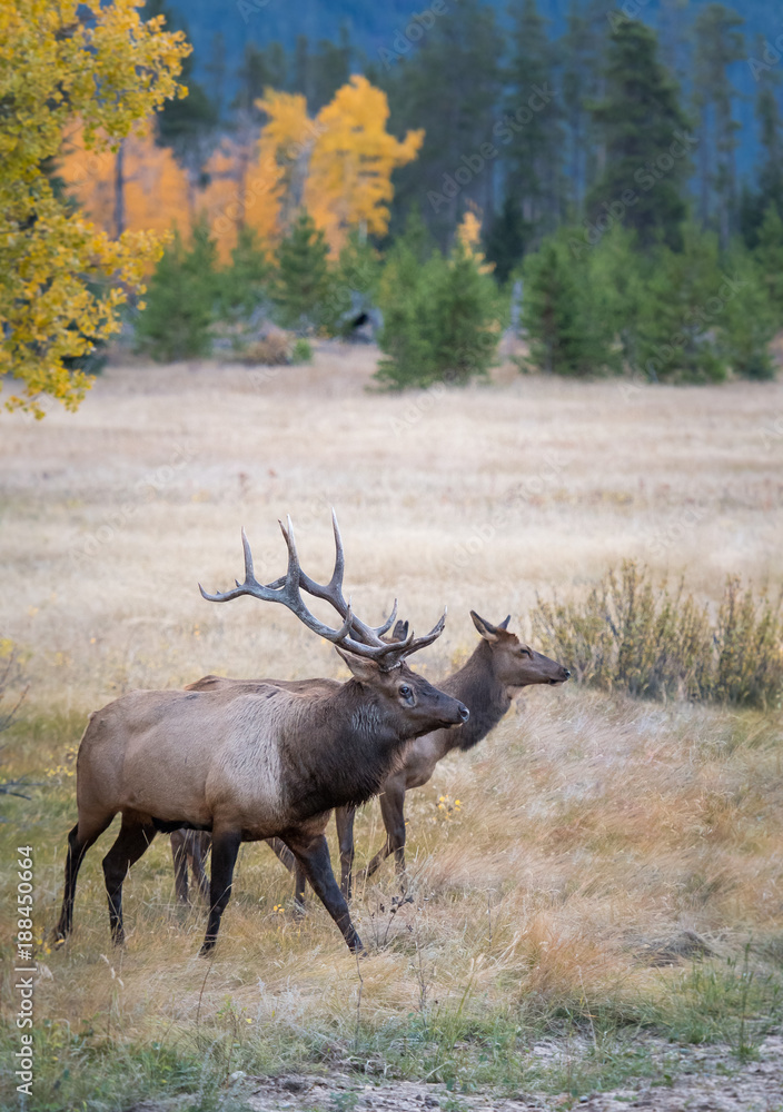 Bull elk in the fall Bull elk in the fall