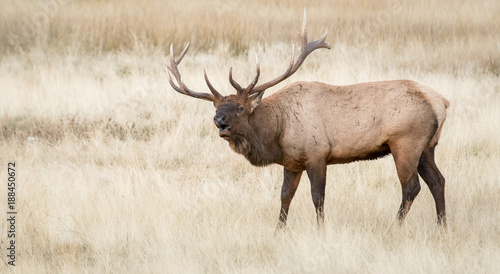 Bull elk in the fall