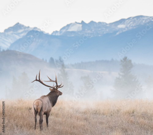 Obraz na płótnie Bull elk in the fall w salonie