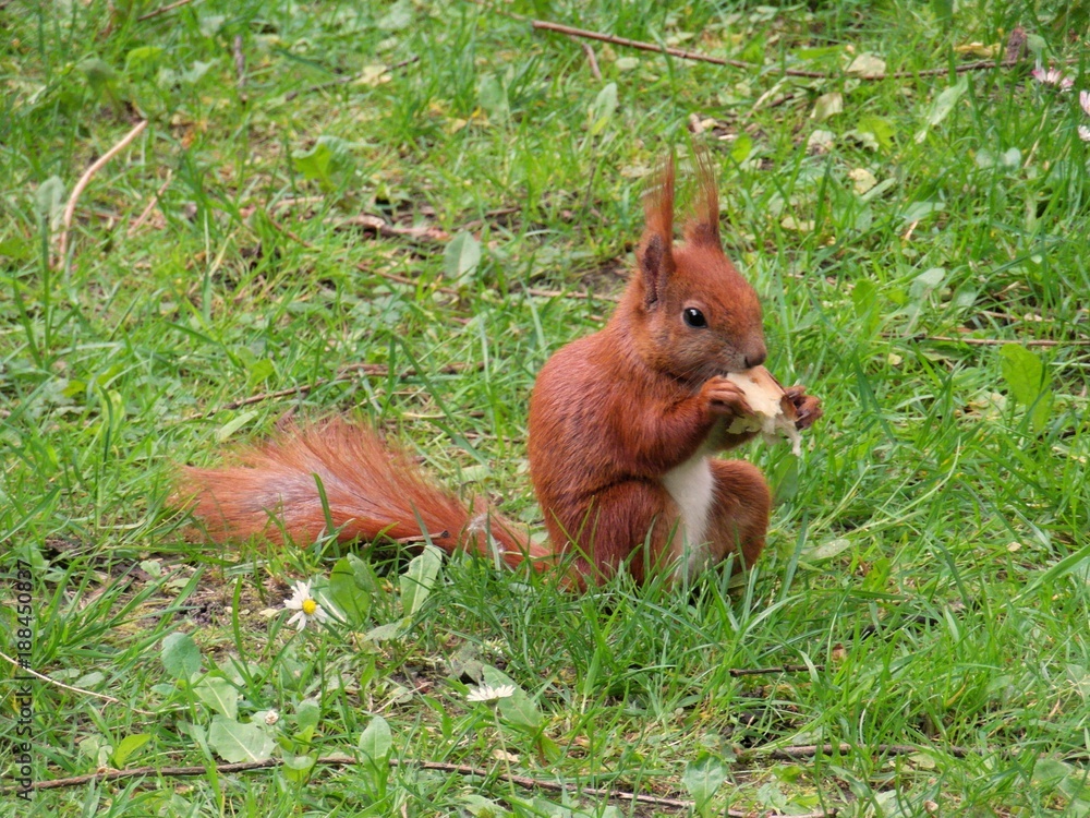 Red squirrel in Lazienki park in Warsaw, Poland Red squirrel in Lazienki park in Warsaw, Poland