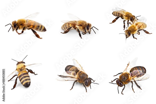 Bee. © BillionPhotos.com