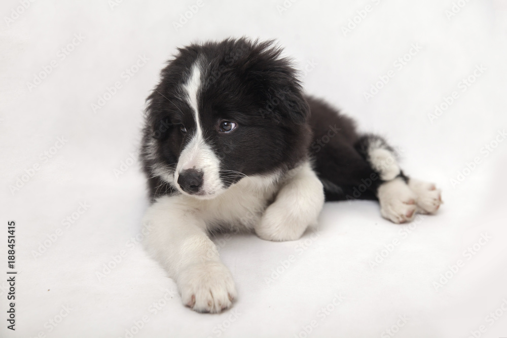 cute border collie puppy on white background lying cute border collie puppy on white background lying