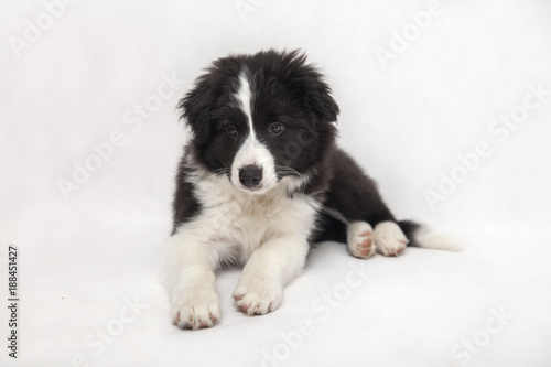 cute border collie puppy on white background lying