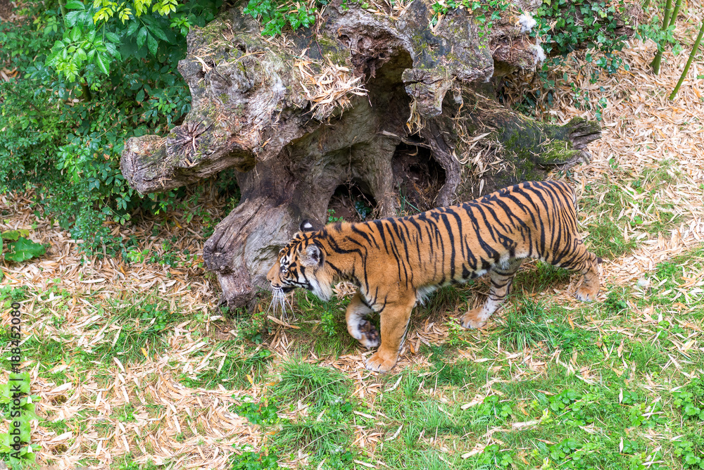 Fototapeta premium Visitors are looking at the tiger at the zoo.