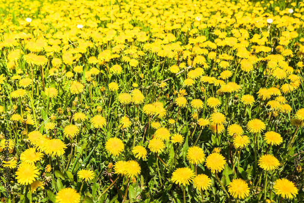 Spring yellow dandelions. Spring yellow dandelions.