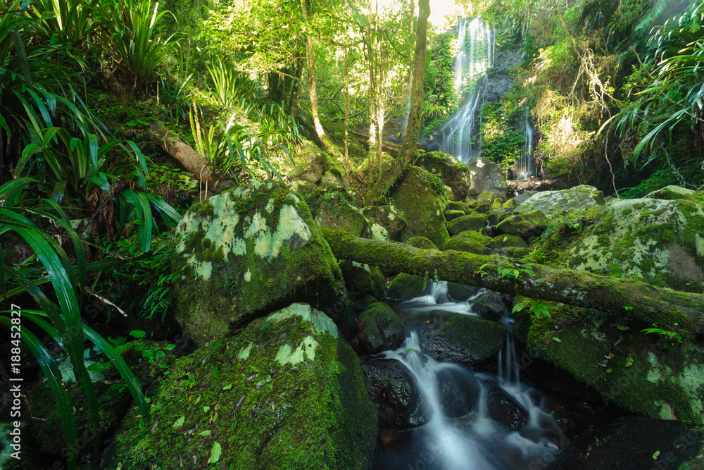In the Australian rainforest In the Australian rainforest
