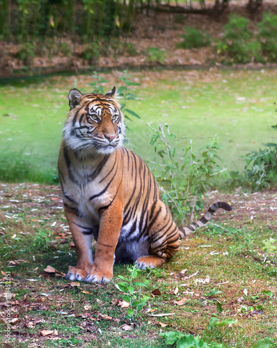 Visitors are looking at the tiger at the zoo.  