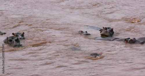 Hippopotamuses In Talek River; Maasai Mara Day 3; Maasai Mara, Kenya, Africa photo