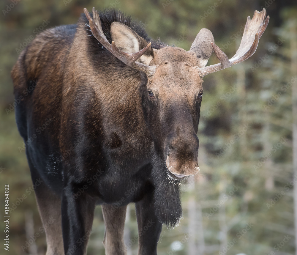 Moose in Jasper, Alberta Moose in Jasper, Alberta
