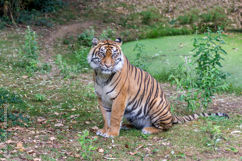 Fototapeta premium Visitors are looking at the tiger at the zoo.
