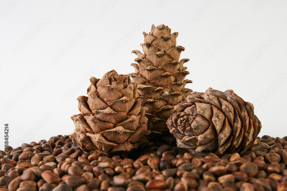 Pine nuts and ripe pine cones Pine nuts and ripe pine cones