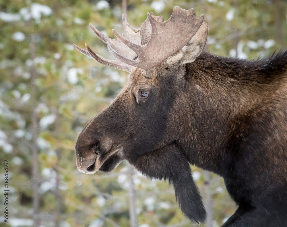 Fototapeta premium Moose in Jasper, Alberta