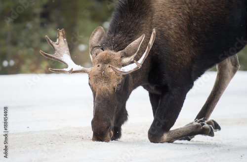 Moose in Jasper, Alberta © Jillian