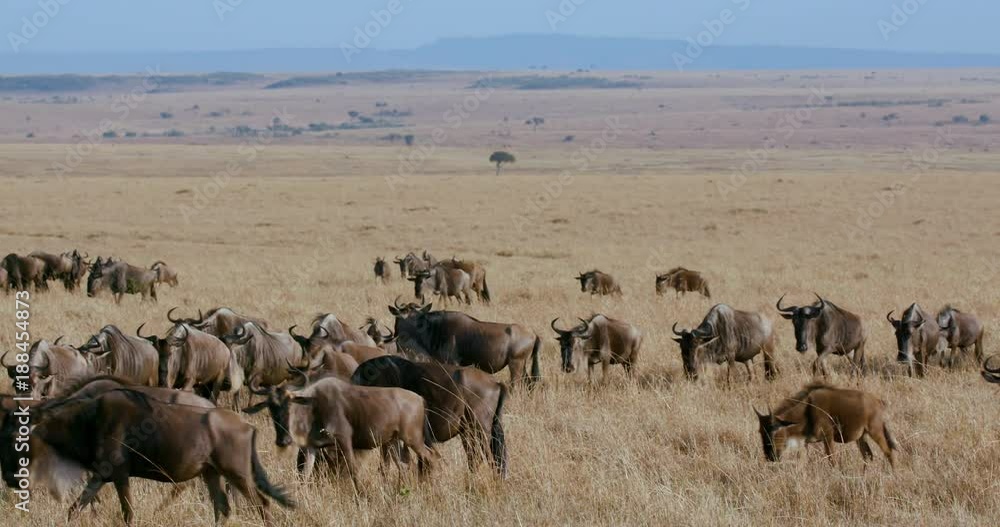Blue Wildebeest Migrating; Maasai Mara 6 Sept Am; Maasai Mara, Kenya, Africa Blue Wildebeest Migrating; Maasai Mara 6 Sept Am; Maasai Mara, Kenya, Africa