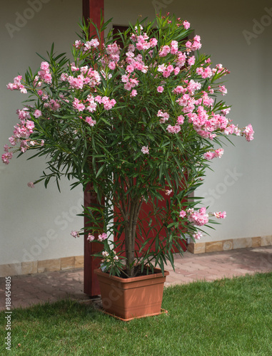 Nice oleander in the garden