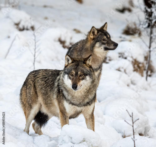 Two gray wolfs, Canis lupus, standing in snow © Lillian