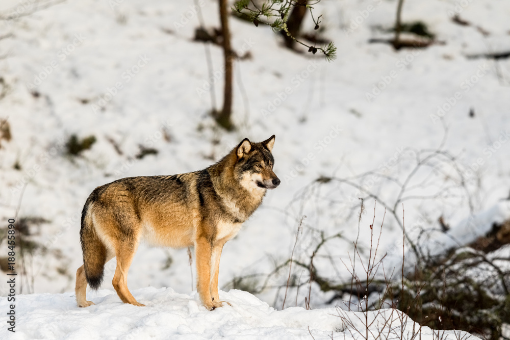 Gray wolf, Canis lupus, standing looking right, in a snowy winter forest. Gray wolf, Canis lupus, standing looking right, in a snowy winter forest.