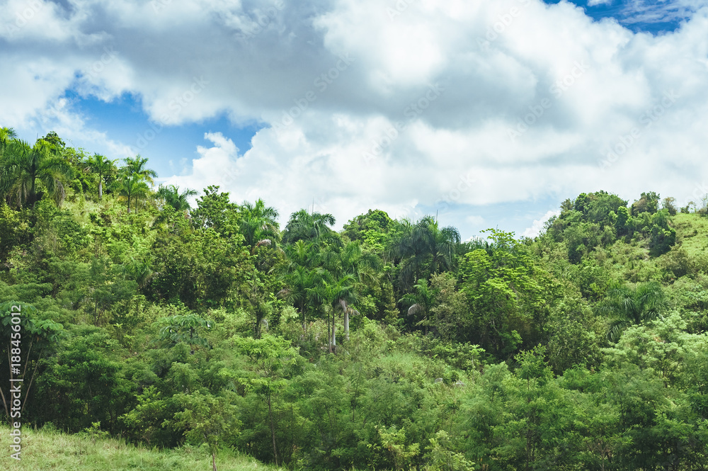 Beautiful vibrant background consisting of trees of the rain forest of Central America. Typical landscape of Dominican republic, Guatemala, Costa Rica.
