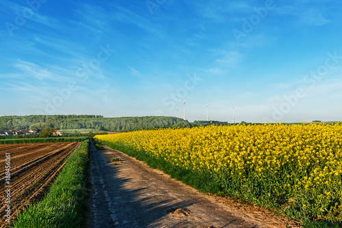 Dirt road with canola field