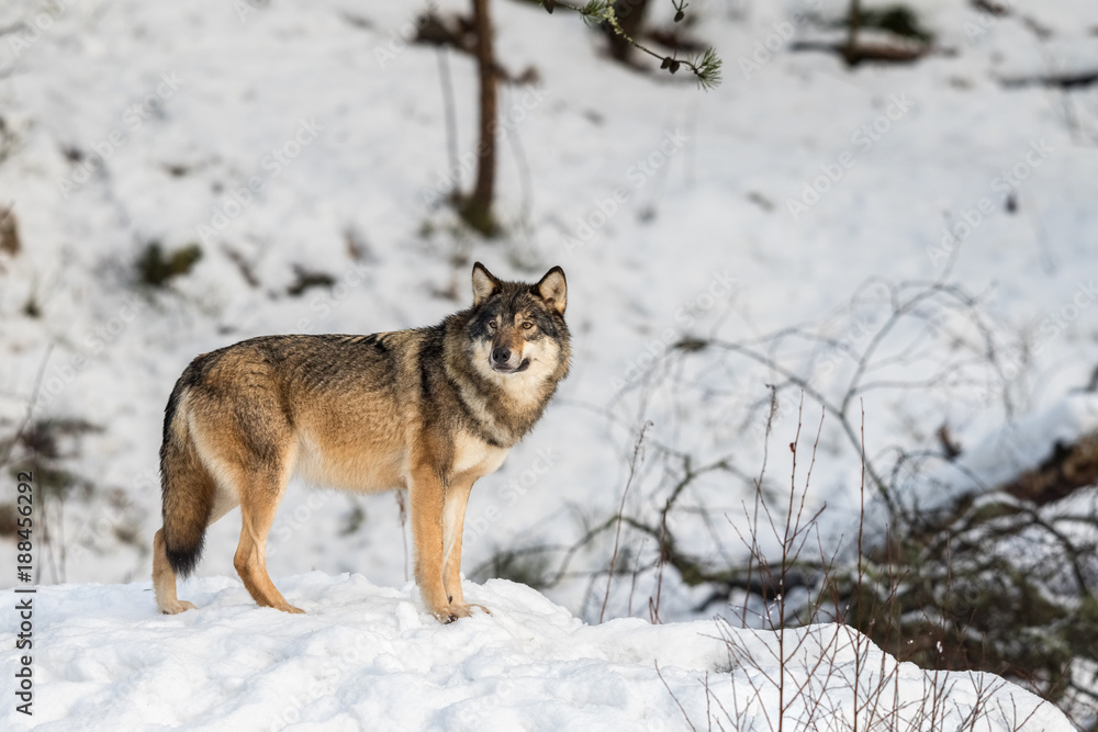 Grey wolf, Canis lupus, standing and looking towards cameraa, in a snowy winter forest.